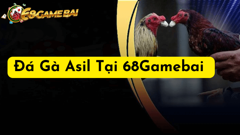 Chiến Thuật Thắng Lớn Với Đá Gà Asil Tại 68gamebai