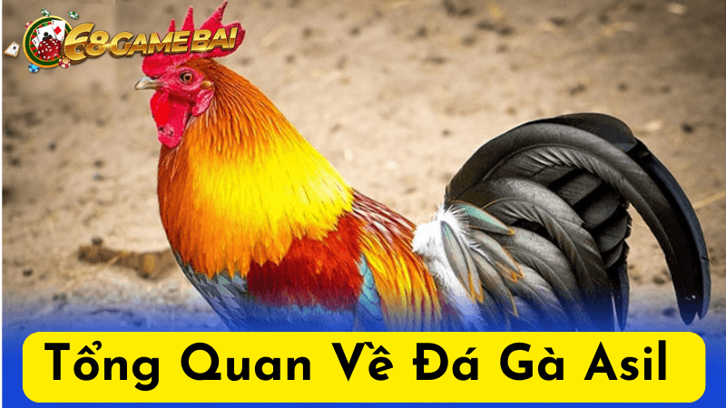 Hiểu Về Đặc Điểm Của Gà Asil